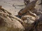 dsc01516_small.jpg