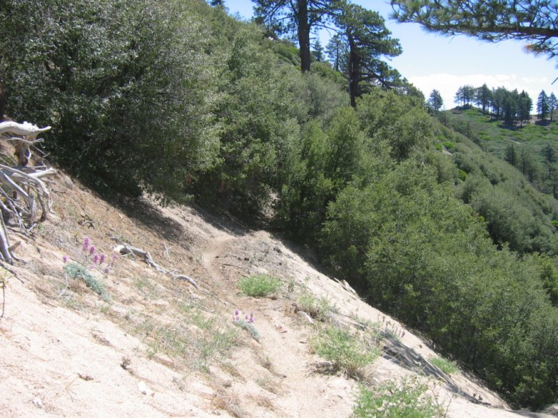 bbtrbigbearrun200852.jpg